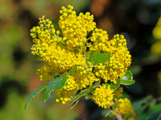 Blühende Mahonien, Mahonia