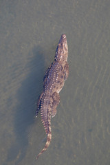 Crocodile swimming in river