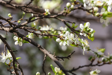 Spring tree branches with many beautiful flowers outdoors