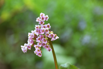 Closeup view of beautiful blooming spring flowers in garden, space for text