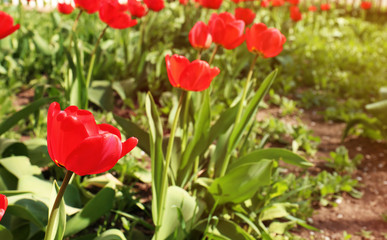 Obraz premium Many beautiful tulips in garden on sunny day, space for text. Blooming spring flowers