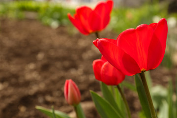 Beautiful bright tulips in garden, space for text. Blooming spring flowers