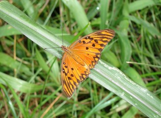 Borboleta