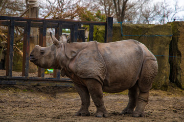 Naklejka premium View of a large rhino in the park for a walk.