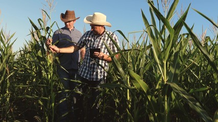 a farmer and an agronomist inspect a flowering field and corn cobs. The concept of agricultural business. Businessman with tablet checks the corn cobs. Work as businessman in agriculture.