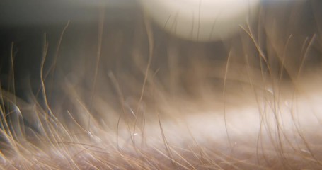 Arm hair rising, emotional feeling, 4k Prores HQ