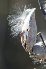 Milkweed 1