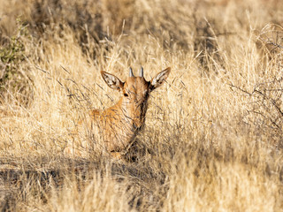 Red Hartebeest Calf