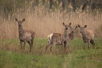 A group of deer standing on the field. In the background, trees and reeds, they all look at the camera. The grass beneath the hooves of the green. They're brown.