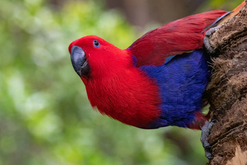 Eclectus parrot portrait.