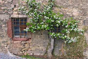 Fototapeta na wymiar Blühender Baum an einer Hauswand