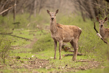 Deer stands on a forest road. He's looking in the camera. Beautiful greenery around. Right another deer. They're brown.