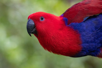 Eclectus parrot portrait.