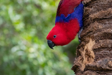 Eclectus parrot portrait.