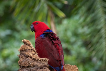 Eclectus parrot portrait.
