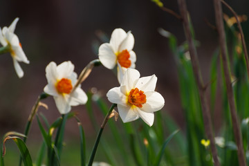 Obraz na płótnie Canvas Daffodil flowers in the Spring