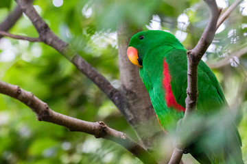Eclectus parrot portrait.