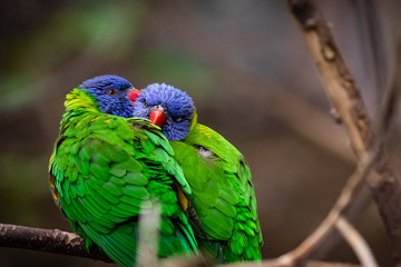 Rainbow lorikeet (Trichoglossus moluccanus).