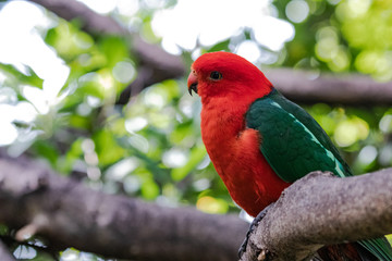 Australian king parrot (Alisterus scapularis).