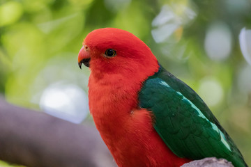 Australian king parrot (Alisterus scapularis).
