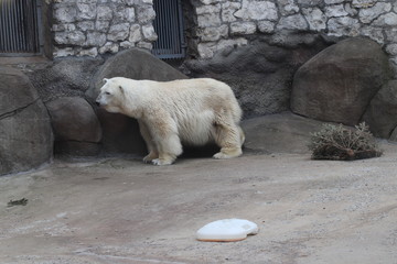 polar bear in the zoo