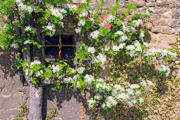 Blühende Zweige an alter Fassade
