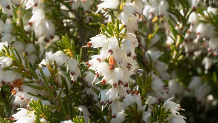 Fototapeta premium Heather in Spring, bee flying making honey