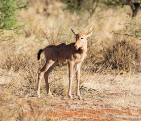 Red Hartebeest Calf
