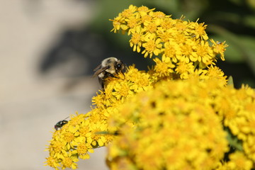 Bee enjoying fall flower