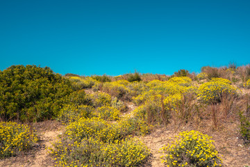 Yellow flower bushes and desert vegetation. Arid scenery. Mediterranean dry landscape near the beach