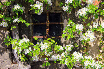 Blütenpracht an alter Fassade