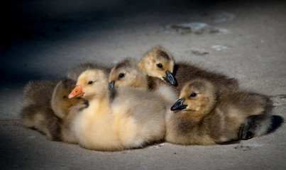 chicks, easter,  fuzzy, cute, birds, group, family, siblings, beaks, animals