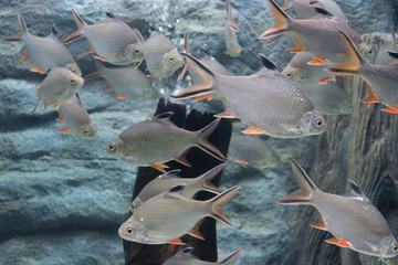 silver barb fish in aquarium. 