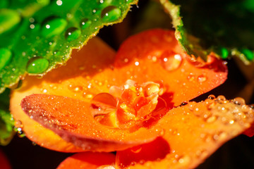 orange flower with drops