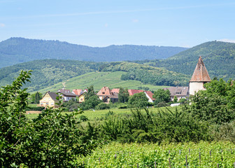 Vinyards rural France