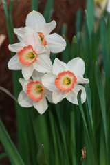 Fototapeta premium Daffodil flowers in the Spring