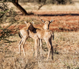 Red Hartebeest Calves