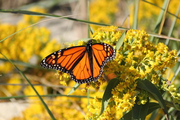 Monarch