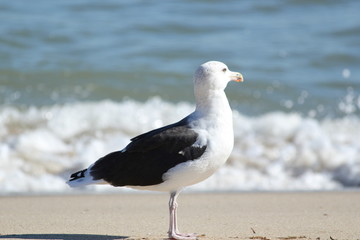 Seagull