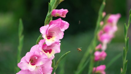 bee and flower