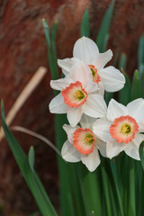 Daffodil flowers in the Spring