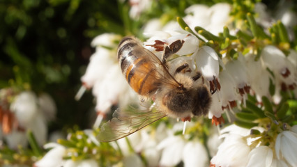 Heather in Spring, bee flying making honey
