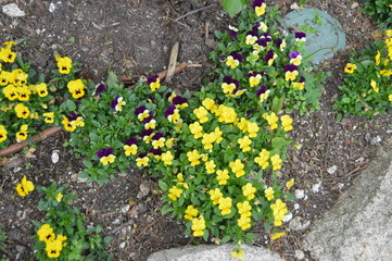 Yellow And Mallow Small Flowers Next To The Palacio Quinta De La Reagaleira In Sintra. Nature, architecture, history, street photography. April 13, 2014. Sintra, Lisbon, Portugal.