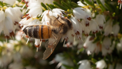 Heather in Spring, bee flying making honey