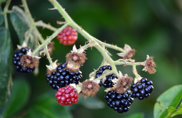 Brombeeren
