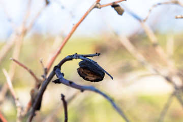 A rotten almond hanging from the almond tree branch