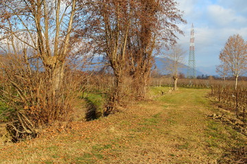 green, trees, countryside all very relaxing