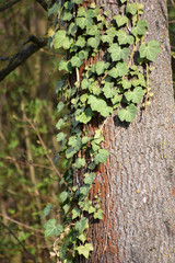 Efeu am Baum