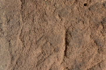 Fototapeta na wymiar apricot stone texture