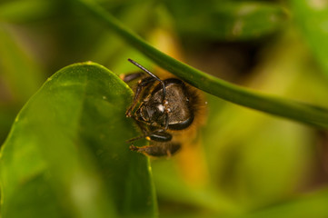 Bee on the green leaf in nature.Insect